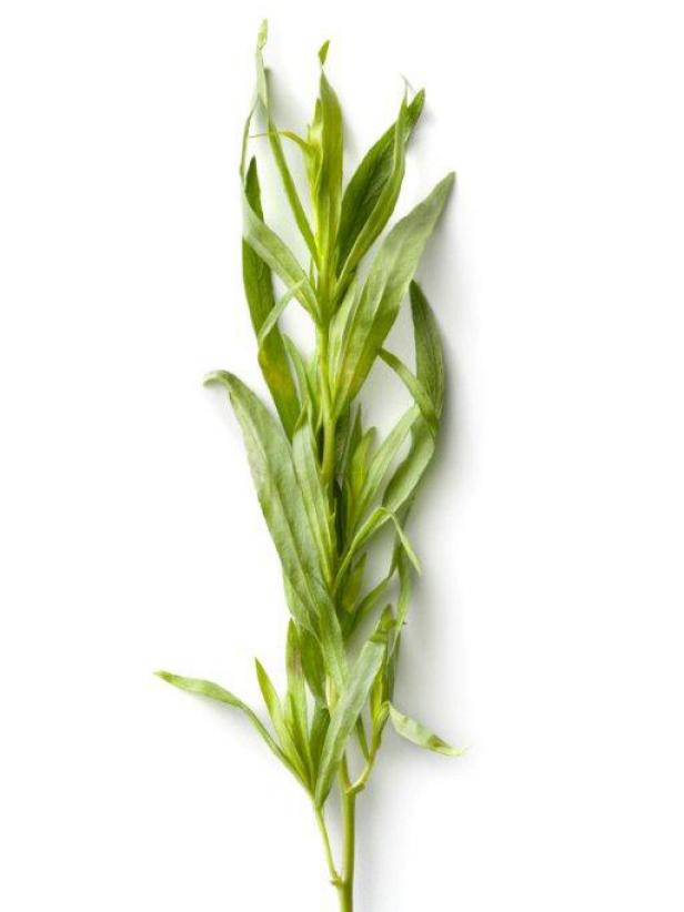 Fresh Tarragon